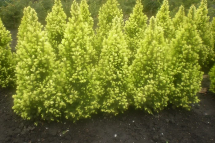 Саженцы карликовой канадской ели Conica- фото № 3
