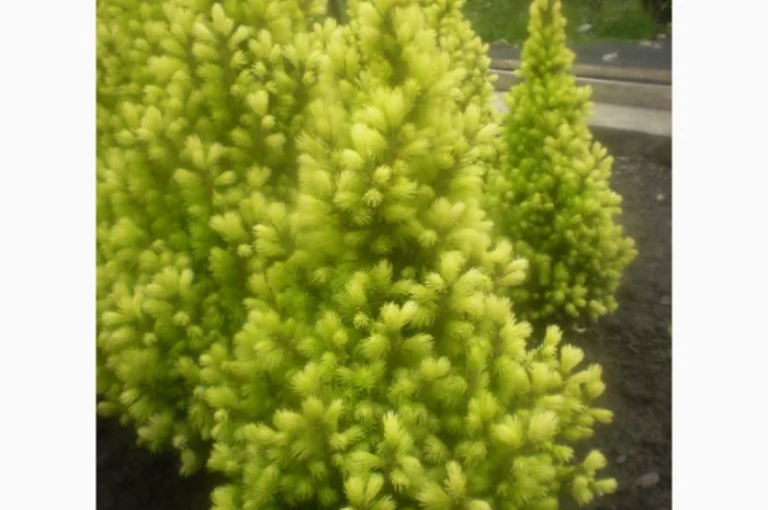 Саженцы карликовой канадской ели Conica- фото № 4