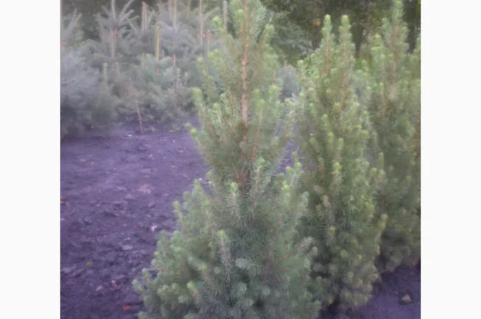 Саженцы карликовой канадской ели Conica- фото № 5