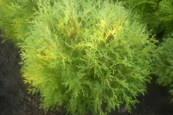 Туя глобоза- фото № 2