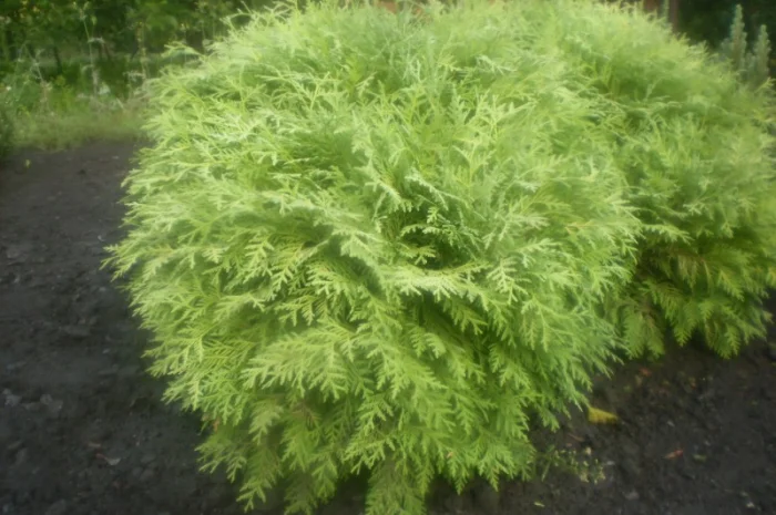 Туя глобоза- фото № 1