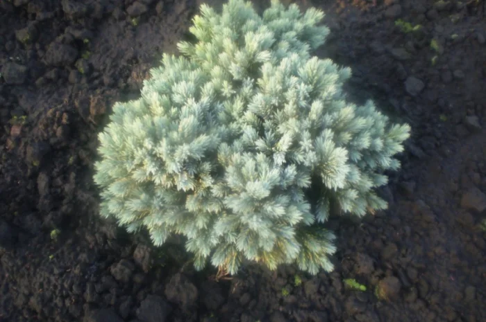Ялівець Blue Star- фото № 1