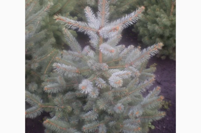 Саженцы голубой ели- фото № 1