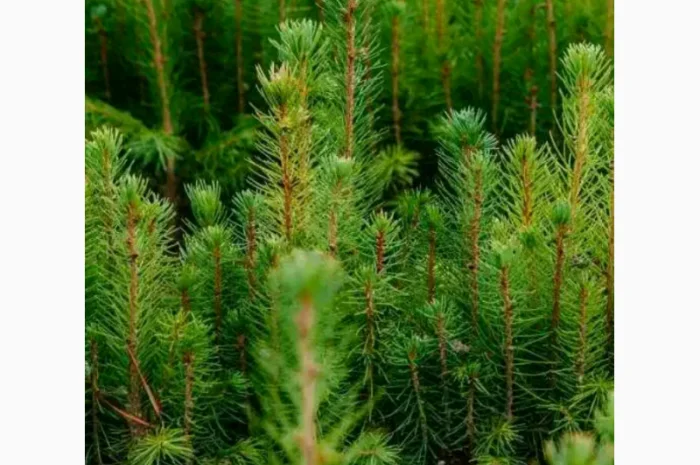 Саженцы европейской ели (смереки) из Карпат ОПТ- фото № 1