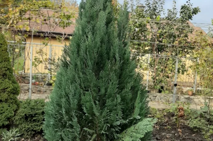 Саженцы кипарисовика Лавсона, до1мета- фото № 1