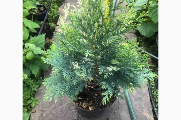 Саженцы кипарисовика Лавсона, до1мета- фото № 2