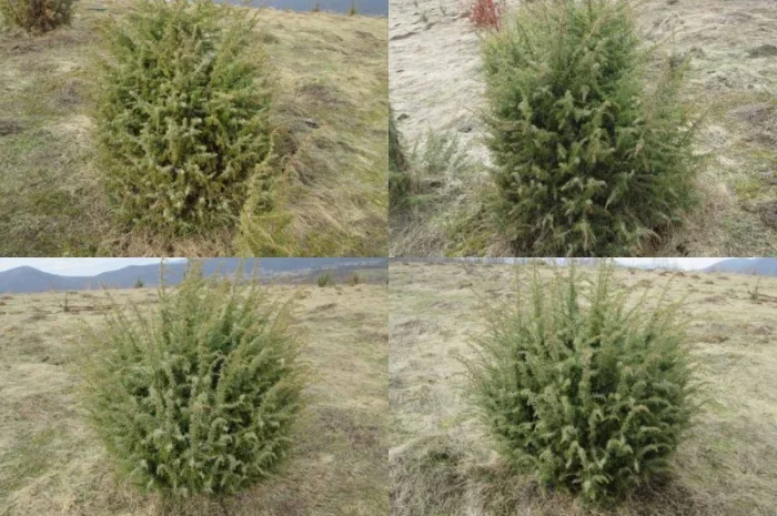 Саженцы можжевельник, Juniperus, Верес, съедобный, куст дерево- фото № 1