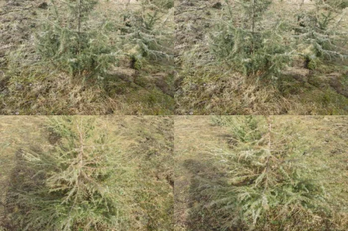 Саженцы можжевельник, Juniperus, Верес, съедобный, куст дерево- фото № 2