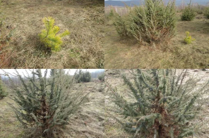 Саженцы можжевельник, Juniperus, Верес, съедобный, куст дерево- фото № 3