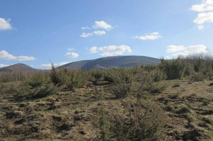 Саженцы можжевельник, Juniperus, Верес, съедобный, куст дерево- фото № 5