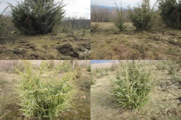 Саженцы можжевельник, Juniperus, Верес, съедобный, куст дерево- фото № 6