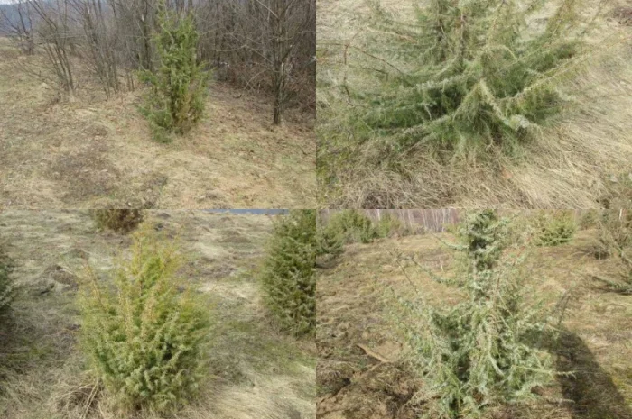 Саженцы можжевельник, Juniperus, Верес, съедобный, куст дерево- фото № 7