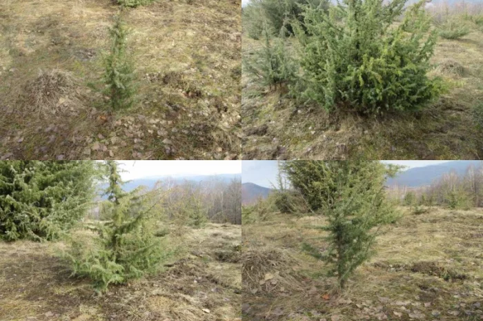 Саженцы можжевельник, Juniperus, Верес, съедобный, куст дерево- фото № 8