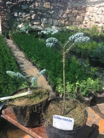 Туя смарагд. Прищеплені рослини Hoopsii, Compacta, Glauca Globosa- фото № 1