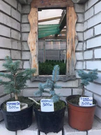 Туя смарагд. Прищеплені рослини Hoopsii, Compacta, Glauca Globosa- фото № 2