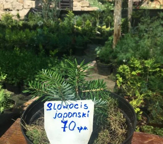 Туя смарагд. Ялинка Nidiformis, Konica- фото № 3