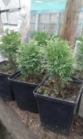 Danica-40грн, Aurea Nana -80грн, True Blue-40грн, Biota-60гр, Hunetorp-80ГРН- фото № 1