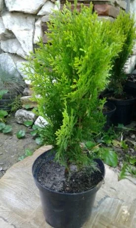 Danica-40грн, Aurea Nana -80грн, True Blue-40грн, Biota-60гр, Hunetorp-80ГРН- фото № 2