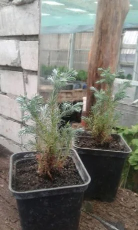 Danica-40грн, Aurea Nana -80грн, True Blue-40грн, Biota-60гр, Hunetorp-80ГРН- фото № 3