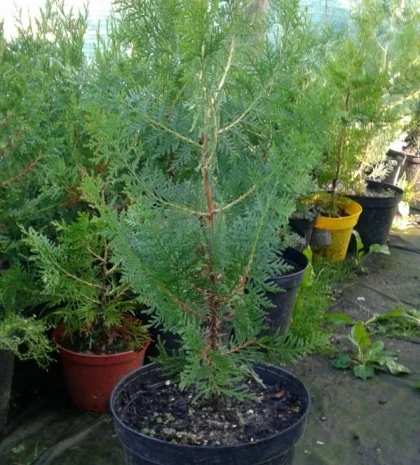 Danica-40грн, Aurea Nana -80грн, True Blue-40грн, Biota-60гр, Hunetorp-80ГРН- фото № 4