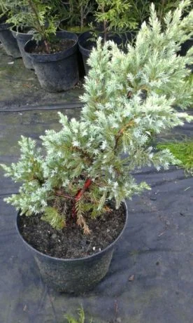 Danica-40грн, Aurea Nana -80грн, True Blue-40грн, Biota-60гр, Hunetorp-80ГРН- фото № 5