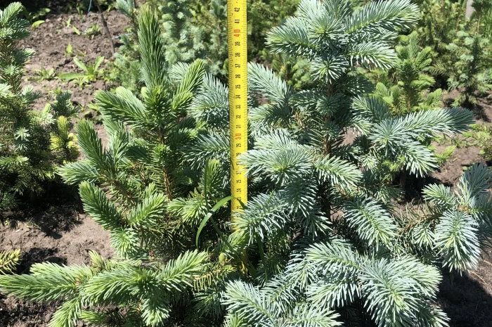 Продается ель колючая голубая- фото № 2