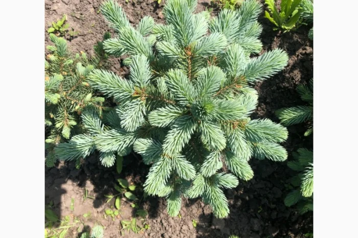 Продам Ель колючая голубая- фото № 2