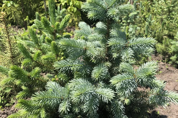 Продам Ель колючая голубая- фото № 1