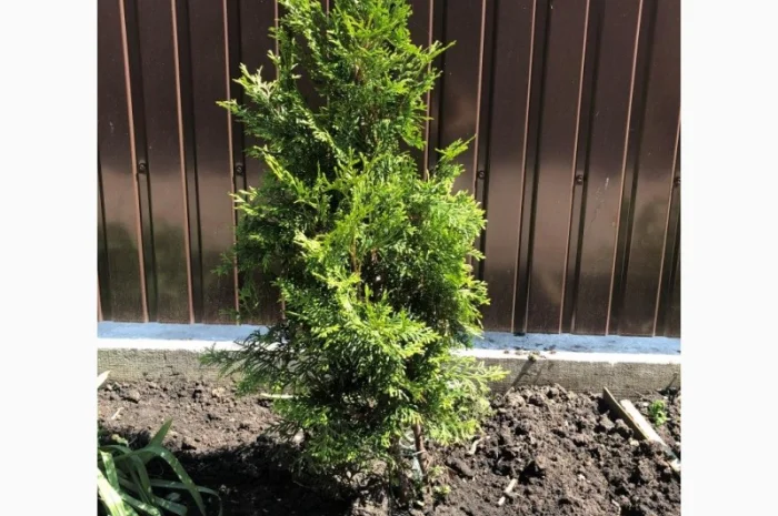 Продам Тую западную смарагд- фото № 1