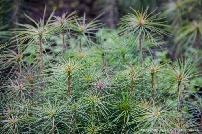 Продам сажанцi ялинки- фото № 1