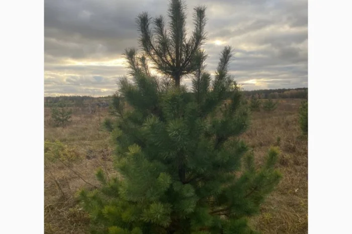 Живые пушистые новогодние сосны- фото № 1