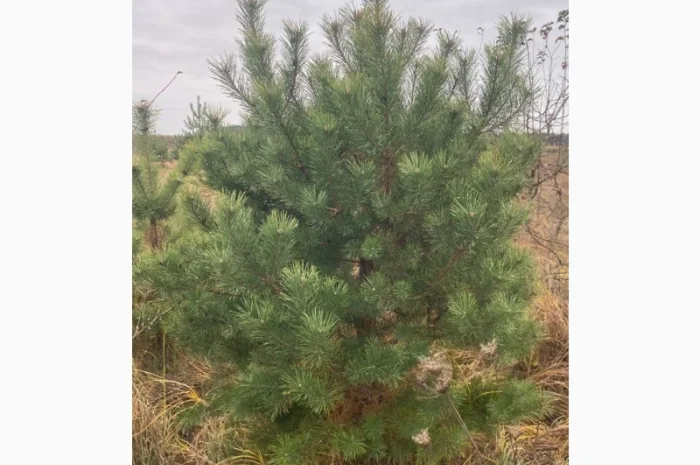 Живые пушистые новогодние сосны- фото № 2