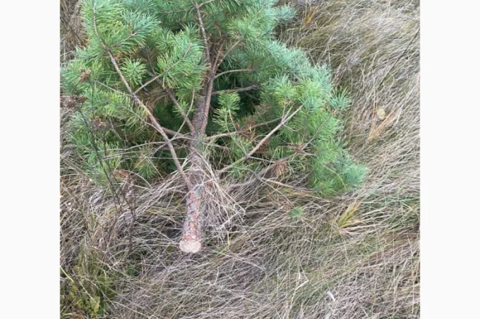 Живые пушистые новогодние сосны- фото № 3