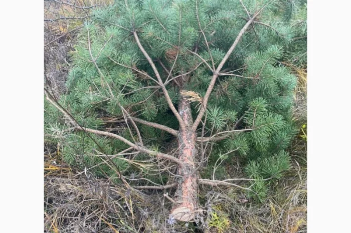 Живые пушистые новогодние сосны- фото № 4