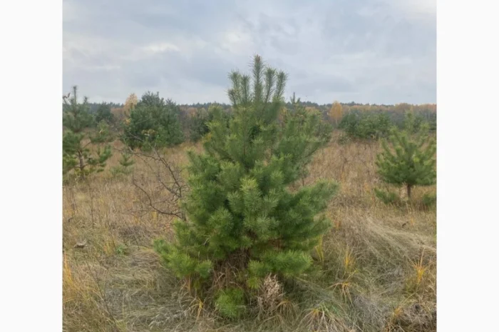 Живые пушистые новогодние сосны- фото № 5