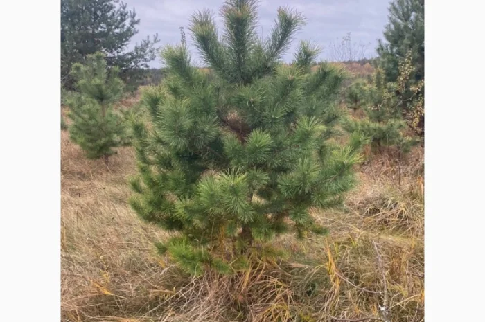 Живые пушистые новогодние сосны- фото № 6