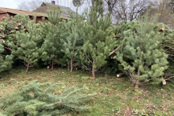 Живые пушистые новогодние сосны- фото № 7