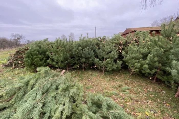 Живые пушистые новогодние сосны- фото № 8