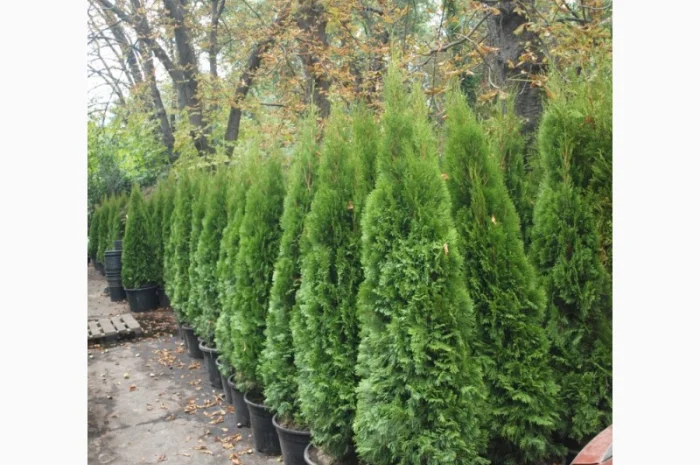Туя Западная "Смарагд" и другие сорта туи купить в Киеве ВДНГ, Теремки- фото № 6