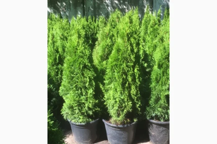 Туя западная Smaragd высота 100-120 см- фото № 1