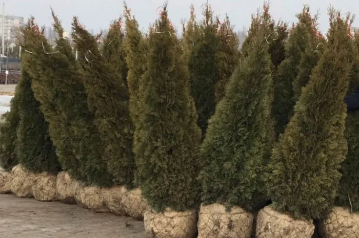 Туя западная Smaragd высота 180-200 см купить в Киеве ВДНГ, Теремки- фото № 2