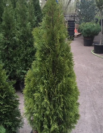 Туя западная Smaragd высота 180-200 см купить в Киеве ВДНГ, Теремки- фото № 3