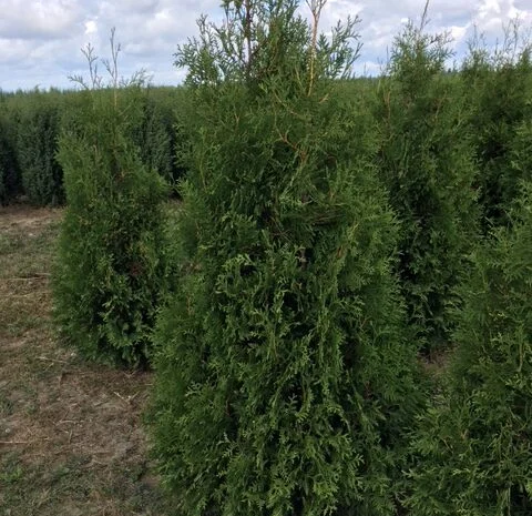 Туя западная Smaragd высота 180-200 см купить в Киеве ВДНГ, Теремки- фото № 4