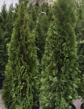 Туя западная Smaragd высота 180-200 см купить в Киеве ВДНГ, Теремки- фото № 5