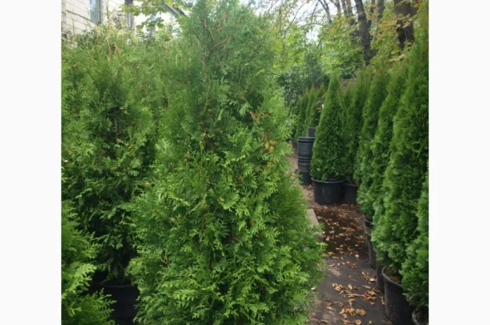 Туя западная Brabant высота 140-160 см купить в Киеве ВДНГ, Теремки- фото № 1