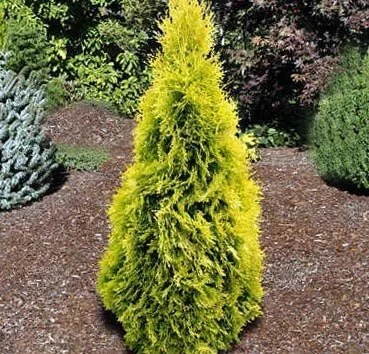 Туя западная Jantar высота 120-140 см купить в Киеве ВДНГ, Теремки- фото № 1