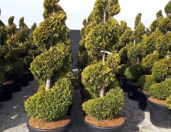 Туя западная Jantar высота 120-140 см купить в Киеве ВДНГ, Теремки- фото № 2