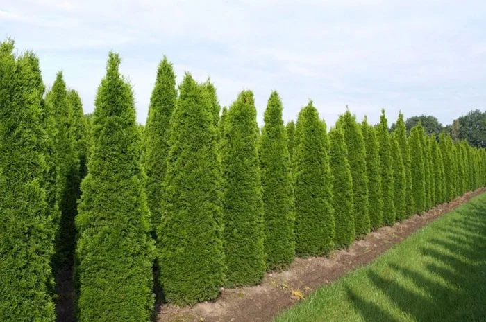 Туя западная Jantar высота 120-140 см купить в Киеве ВДНГ, Теремки- фото № 5