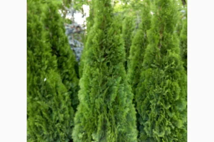 Туя западная Jantar высота 120-140 см купить в Киеве ВДНГ, Теремки- фото № 6