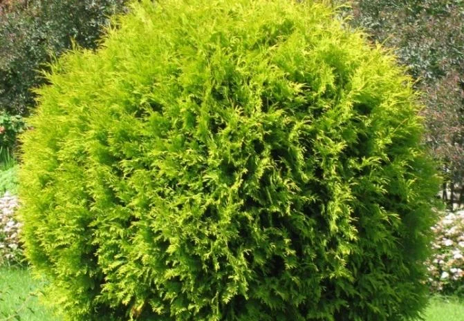 Туя западная Golden Globe ширина 50-60 см купить в Киеве ВДНГ, Теремки- фото № 1